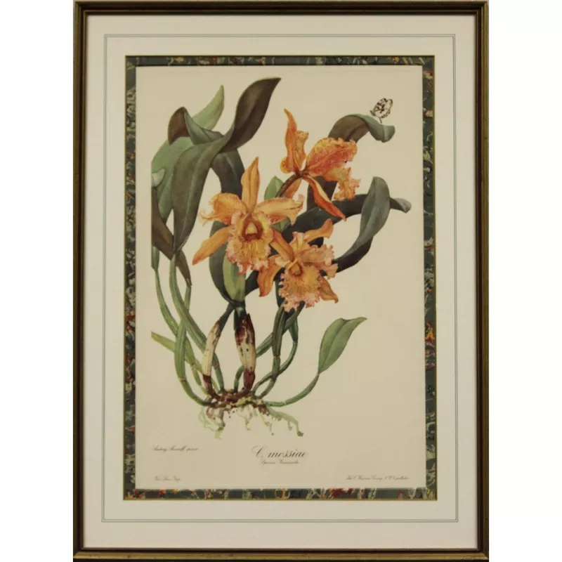 “C.mossiae: Species Venezuela” 1960