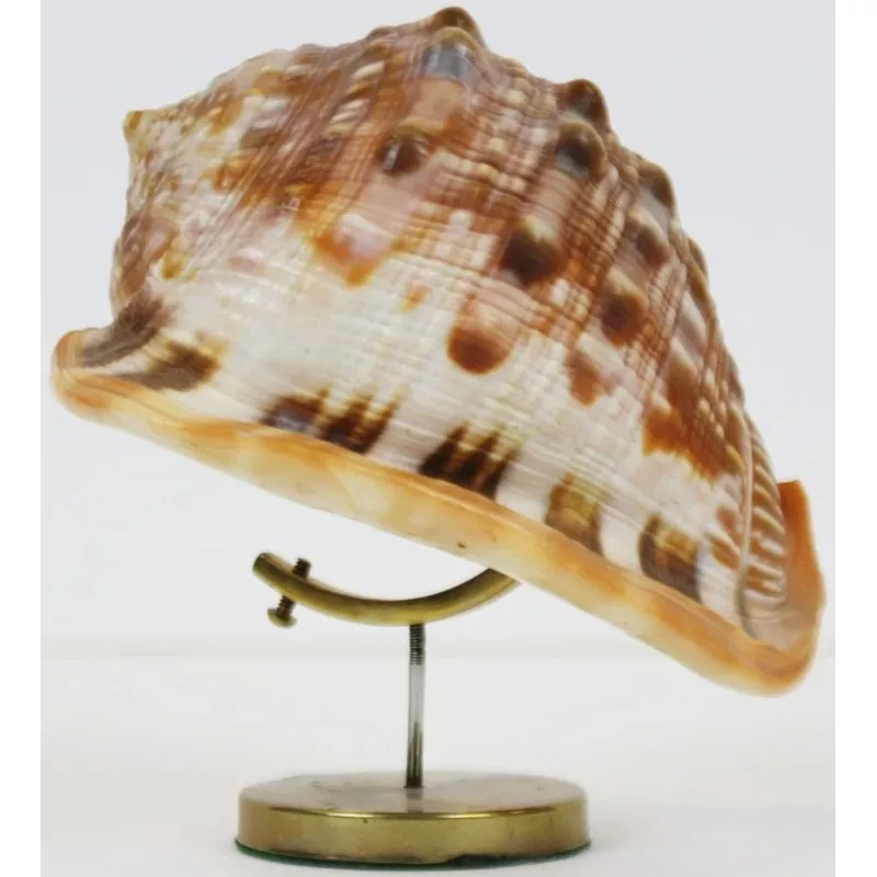 ‘Tiger Shell on Brass Stand’